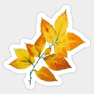 Maine Autumn Leaves Sticker